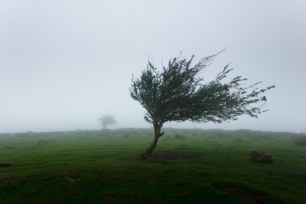 Windy scenery